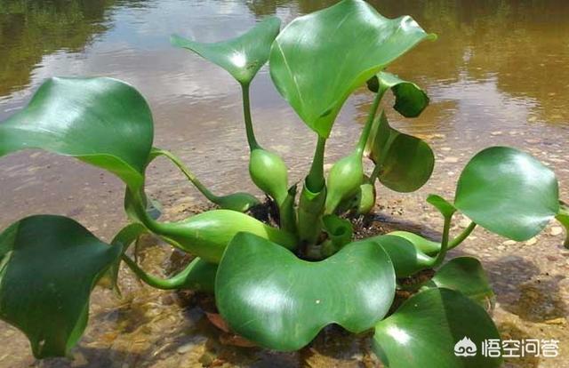 金鱼草图片:用作牲畜饲料的水生植物有哪些？