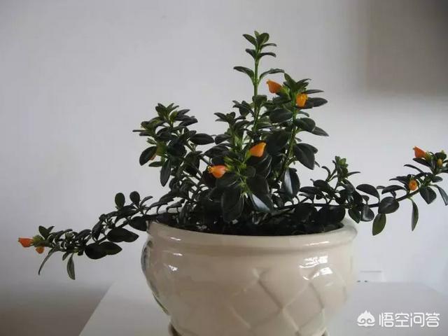 盆景植物金鱼草怎么养:怎么种植金鱼草？金鱼草有什么药效？