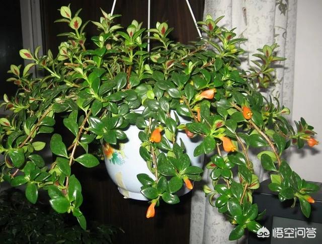 盆景植物金鱼草怎么养:怎么种植金鱼草？金鱼草有什么药效？