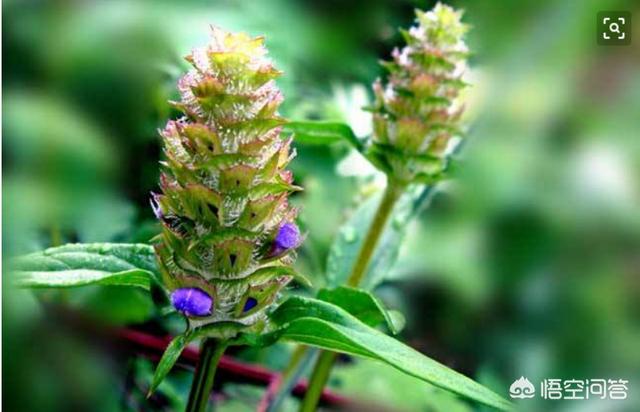 头条问答 - 不少人都喜欢喝夏桑菊,这是为什么?(5个回答)