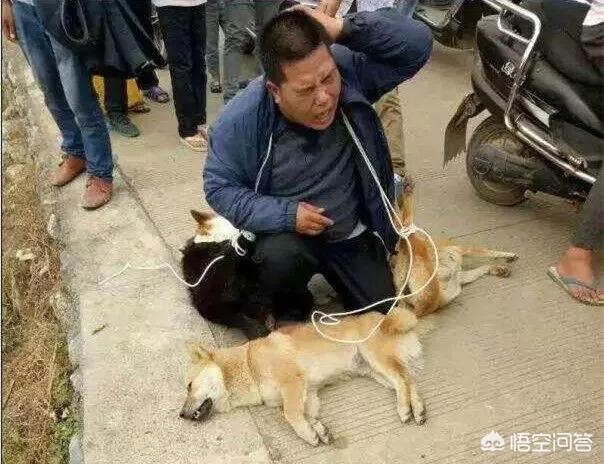 河南母狗寻主:为什么狗狗会喜欢舔主人的脸（特别是嘴巴）？