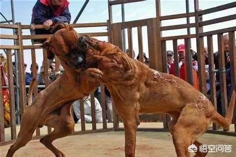 世界上打架最凶猛的狗排名:哪些狗狗单挑能力最厉害呢？ 世界最凶猛的狗排名第一