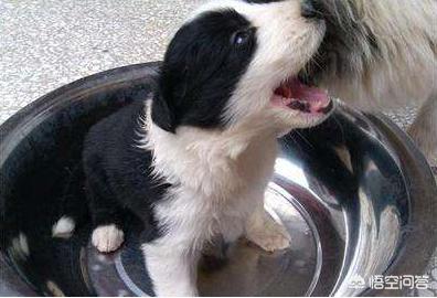 短毛边界牧羊犬图片:边境牧羊犬有哪些我们不知道的优点？