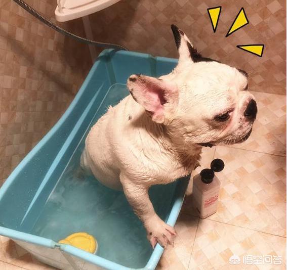 法国斗牛犬吧:法国斗牛犬哪些部位会发臭？如何预防？