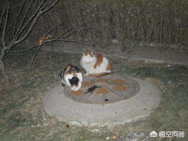 流浪小猫吃什么:喂流浪猫吃什么猫粮 喂食物给流浪猫吃是好事还是坏事？