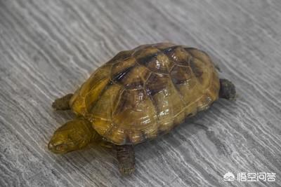 水族箱巴西龟饲养:巴西龟可以在鱼缸里养吗？ 巴西龟饲养环境