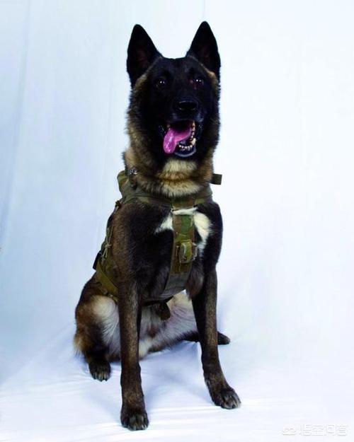 拉布拉多图片 警犬:逼死巴格达迪还能生还，美军军犬为啥如此生猛？
