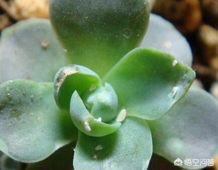 金弹子介壳虫怎么治:桂花、紫薇和果树上有盖壳虫怎么杀灭？