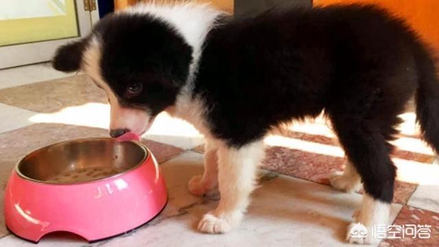 最好的家庭护卫犬:小型家庭护卫犬 哪些狗可以悍不畏死的保护自己的主人？为什么？