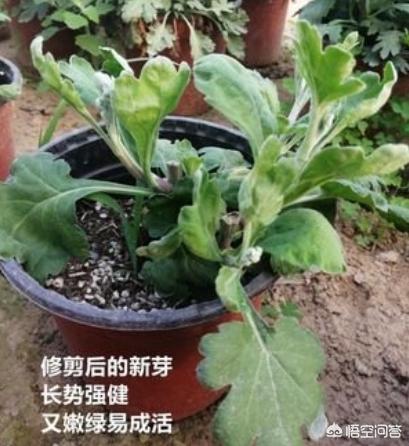 天人菊小苗摘心:如何养菊花，能又矮又壮？
