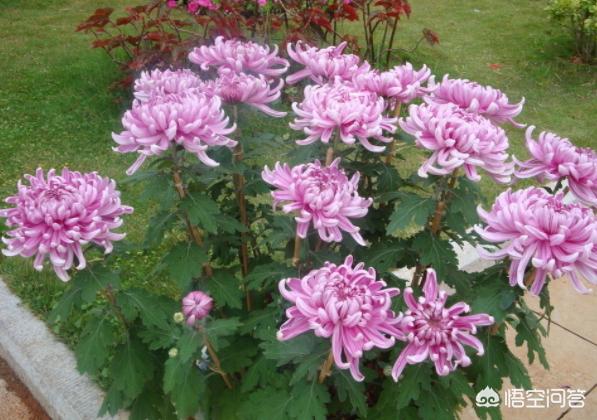 天人菊小苗摘心:如何养菊花，能又矮又壮？