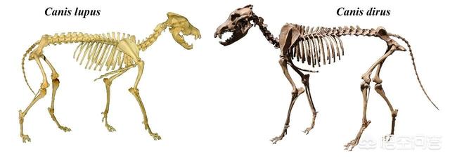 马士提夫獒犬:动物史上有没有出现过顶尖犬科搞得过猫科的？