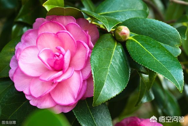 头条问答 什么环境下种植茶花最好 48个回答