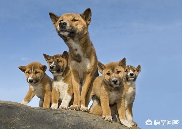巴仙吉犬智商:爬树最厉害的狗狗有哪些呢？ 巴仙吉犬图片