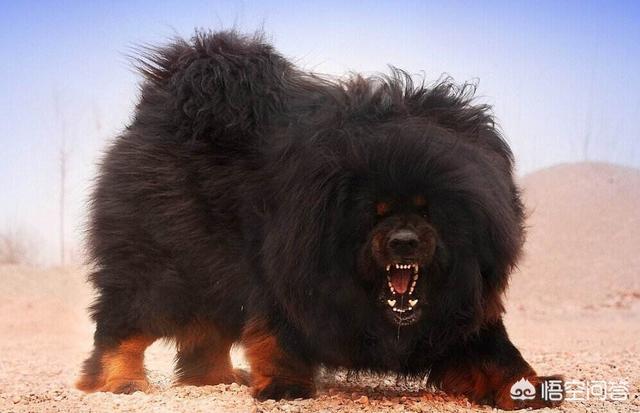 藏獒之王狗王偷藏獒:三只藏獒是否可以打赢一只孟加拉虎？有什么科学依据？
