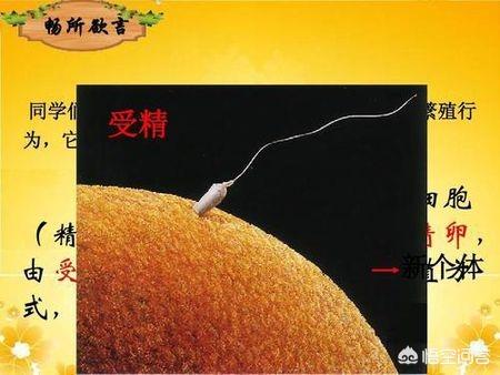 科莫多巨蜥的口水:在你的童年里有哪些坑钱的动漫玩具？