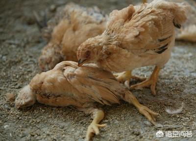 鸡大肠杆菌病的防治:如何预防仔鸡白痢病？用中草药可行吗？