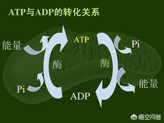 睡觉消耗多少卡路里，科学家说，加倍思考能减肥！大脑到底消耗了人体多少能量