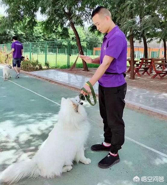 宠物店加盟要多少钱宠物网店加盟:通辽开宠物店需要多少资金？