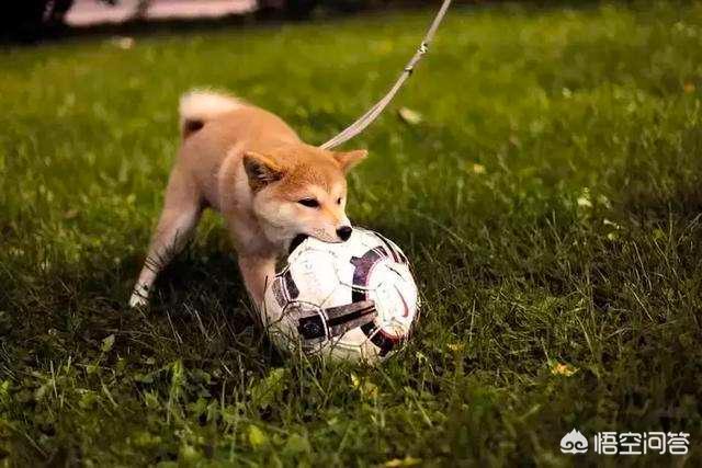 南都 狗接飞盘:狗狗如何正确的与犬主“玩”，我们做对了吗？