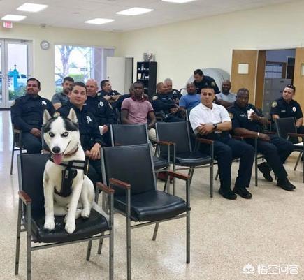 雪橇犬哈士奇能看家吗:你认为哈士奇适合当警犬吗？为什么？