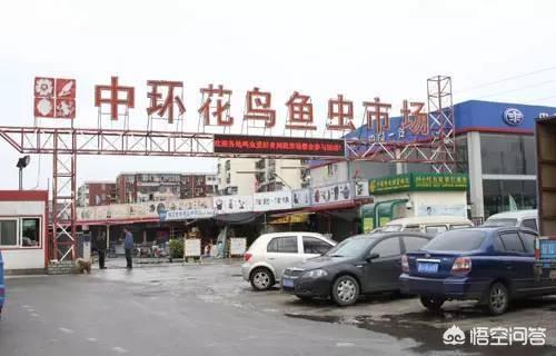 天津花鸟鱼虫市场排名:天津哪个花鸟鱼虫市场最大？在哪里？ 天津中环花鸟鱼虫市场