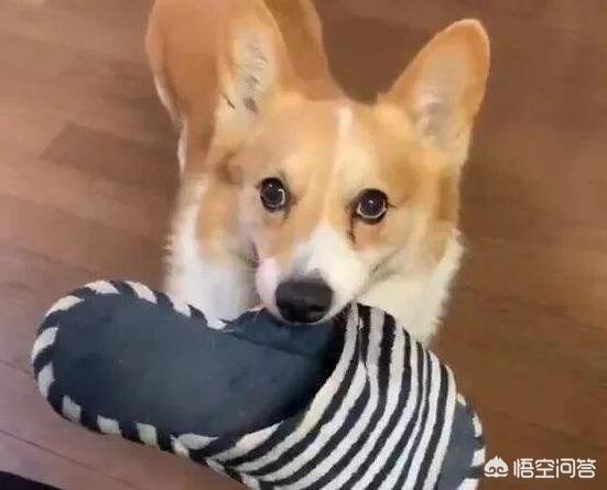 怎么训练狗把你当主人:把你当主人的狗狗，会让你碰什么？
