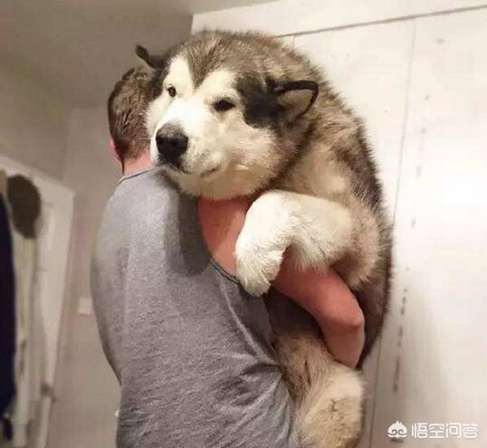 雪狼狗的特性:抱狗狗的时候，为什么它不敢动？