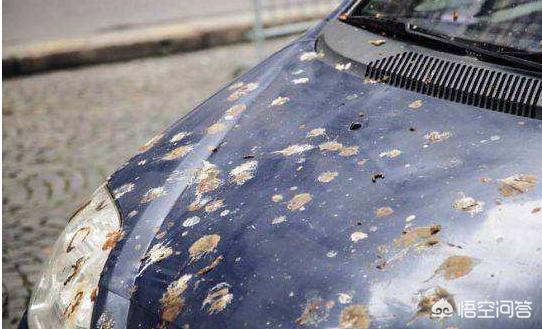 蝙蝠不尿尿吗?不都说蝙蝠尿有毒吗?倒立尿尿?