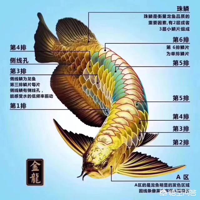 马来西亚红龙和高背金龙哪个好？为什么？