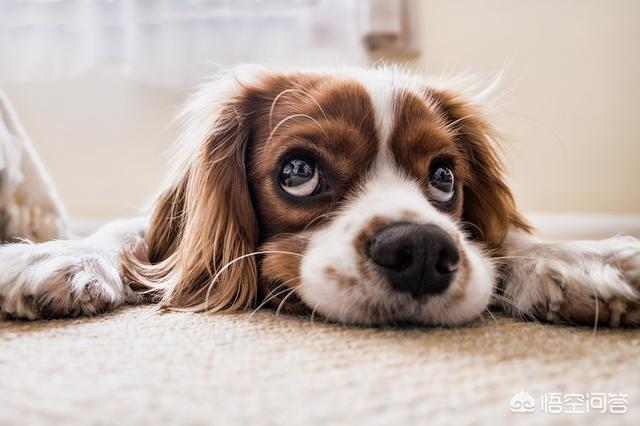 萨摩犬佝偻病症状:狗狗如果缺乏微量元素，会有哪些现象？