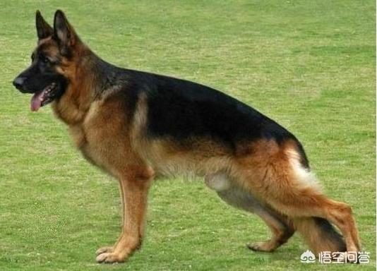 德国牧羊犬幼犬:德国牧羊犬幼犬价格一般多少钱 在一窝德牧幼犬中，如何挑选一只好的幼犬？
