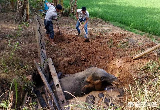 中大型犬类即将面临灭绝:城市禁养大型犬、烈性犬是地方性法规吗？它和物权法冲突吗？