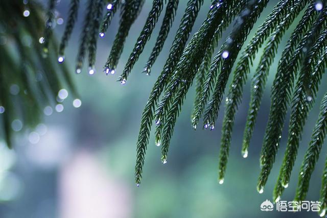 茱莉亚的眼睛资源:下雨天拍雨丝怎么拍？为什么眼睛能看到，拍的几乎看不出来？