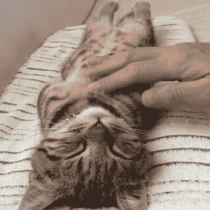 不爽猫图片大全:如何避免给猫做绝育后，猫会恨主人的问题？