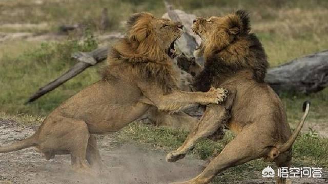 平头哥蜜獾图片高清:鼬科动物会对猫科动物构成威胁吗？为什么？
