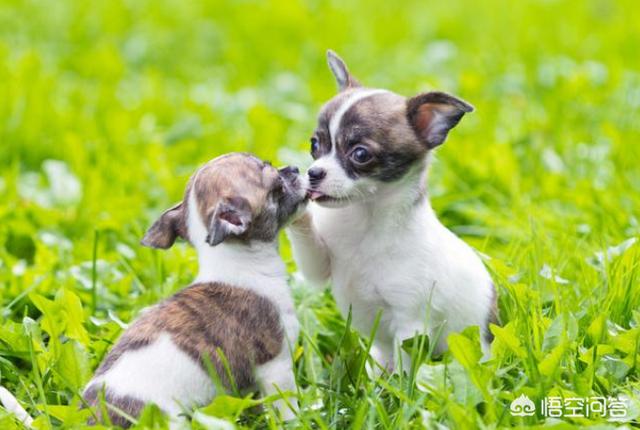阿富汗斗狗大赛:比特犬土佐犬纽波利顿谁厉害？