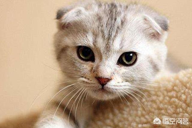 折耳猫幼猫怎么养:怎么喂养两个月大的幼猫，怎么跟她好好相处？