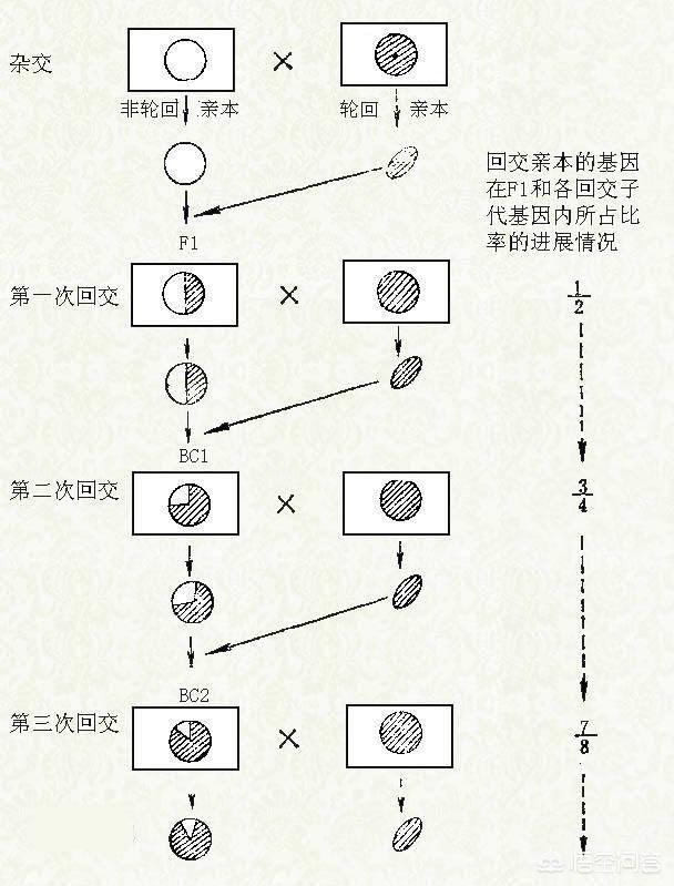 斯芬克斯猫加热:你见过长相最奇怪的猫长什么样？ 斯芬克斯猫真的好烦人