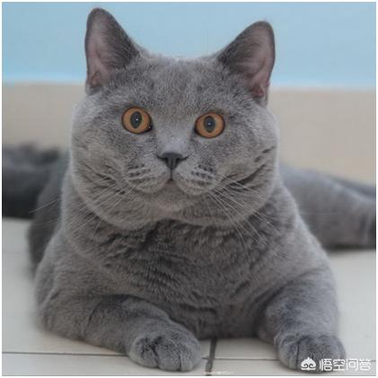 美国短毛猫智商:什么样的猫才叫做起司猫？