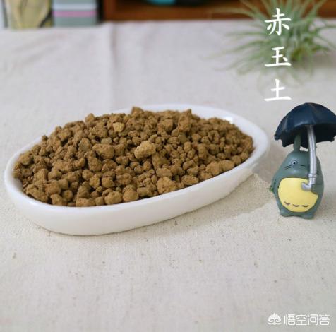 小叶女贞子树桩盆景:女贞子老桩盆景制作方法 小叶女贞盆景用赤玉土养可以吗，容易生根吗？