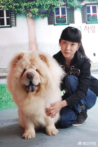 松师犬高清图片:为什么养一只松狮犬带出门从没有怕过？