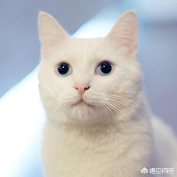 猫的品种:想养一只猫，有没有推荐的猫的品种，在哪里买猫比较好？