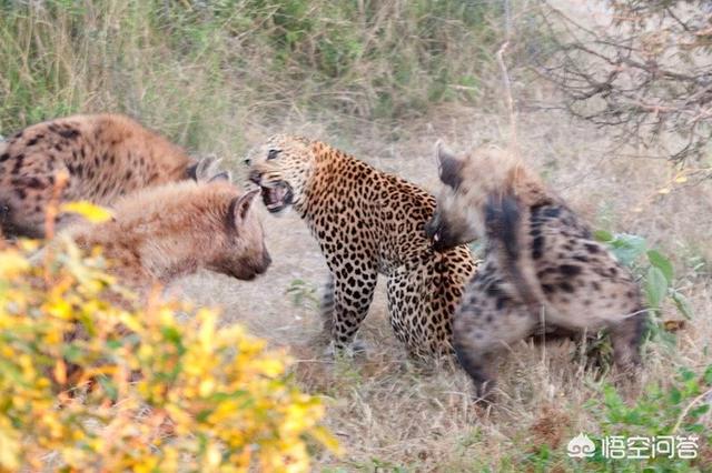野狗vs鬣狗:狮子、豹子驱赶鬣狗、野犬，为什么不动真格？