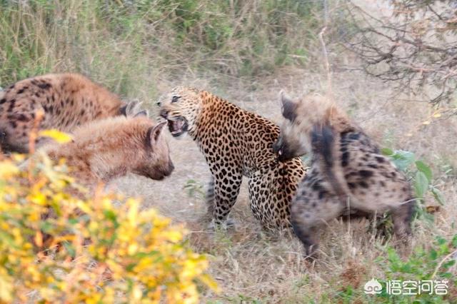 非洲野狗和鬣狗视频:狮子、豹子驱赶鬣狗、野犬，为什么不动真格？