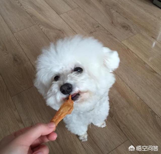 睡狗:有的狗狗为什么喜欢和人一起睡觉呢？