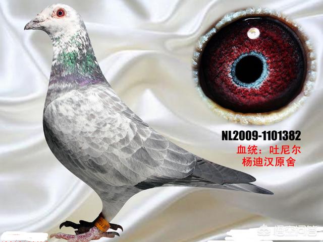 头条问答 - 麒麟花鸽子适合参加比赛吗?(6个回答)