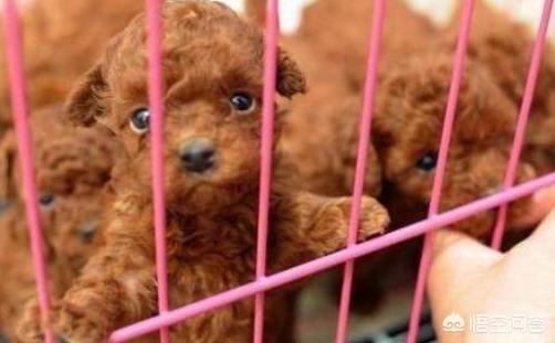 松狮幼犬怎么挑:如何挑选一只好的边牧幼犬？