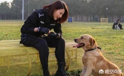 色狗狗电影:你知道拉布拉多犬参演过什么电视剧和电影吗？
