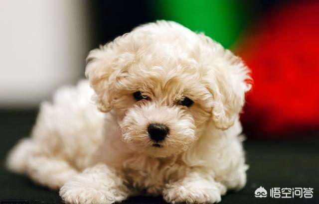 可爱的比熊犬图片:柯基、比熊、泰迪，哪个比较聪明好养呢？